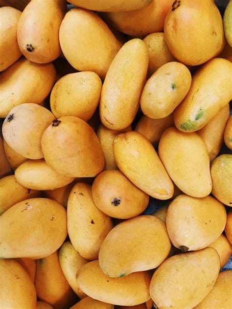 Mango india. Things To Know About Mango india. 